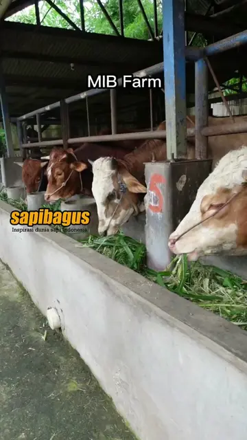 MIB-Farm